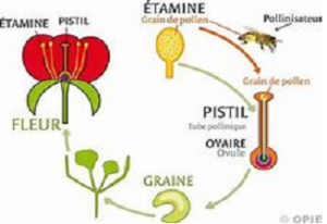 Illustration 1: Diagram showing the important role of insects in the growth of flowers and fruits. (Illustration source: OPIE)