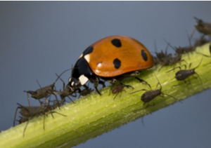 Illustration 2: An adult ladybird can eat several dozen aphids a day. A ladybird larva can eat up to 150 aphids a day. (Illustration source: sciencesetavenir.fr)