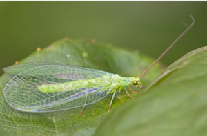 Illustration 3: A lacewing larva can eat hundreds of aphids before reaching adulthood. (Illustration source: pepinieres-huchet.com)